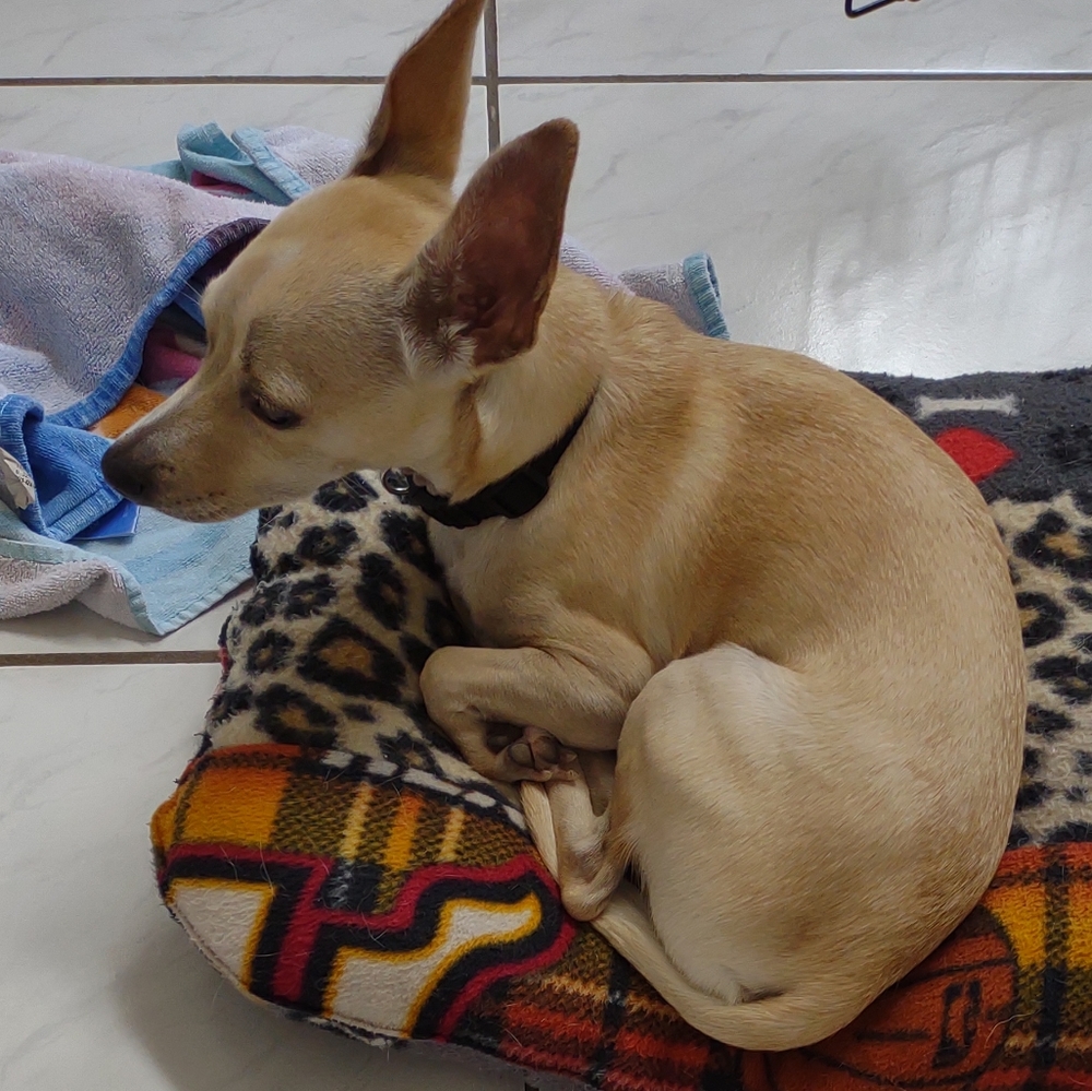 NWOT Raiders Dog bed new xlarge handmade - Picture 7 of 7